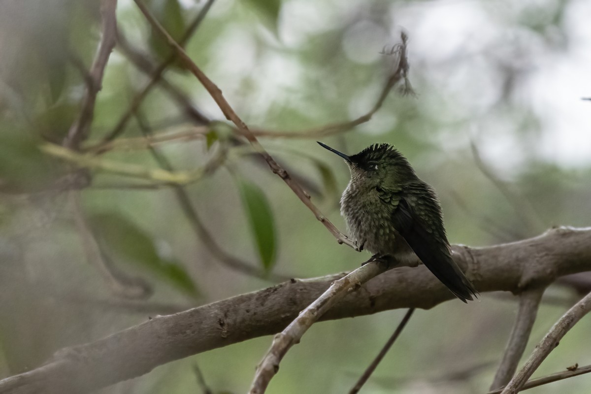 Green-backed Firecrown - ML457079231
