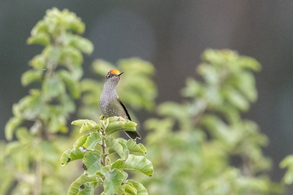 Green-backed Firecrown - ML457079241