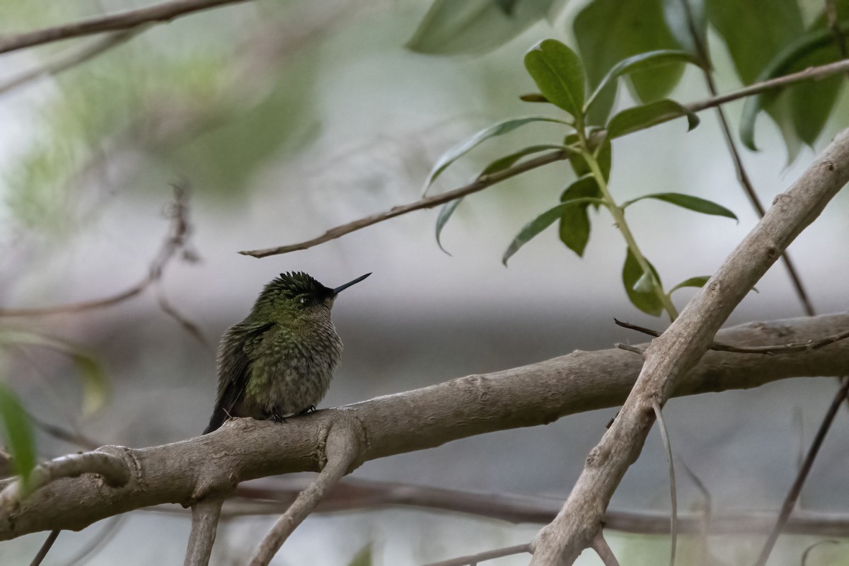 Green-backed Firecrown - ML457079261