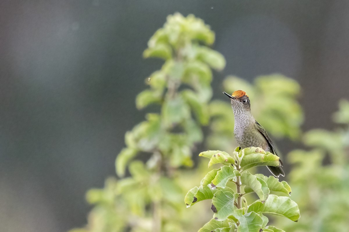 Green-backed Firecrown - ML457079271