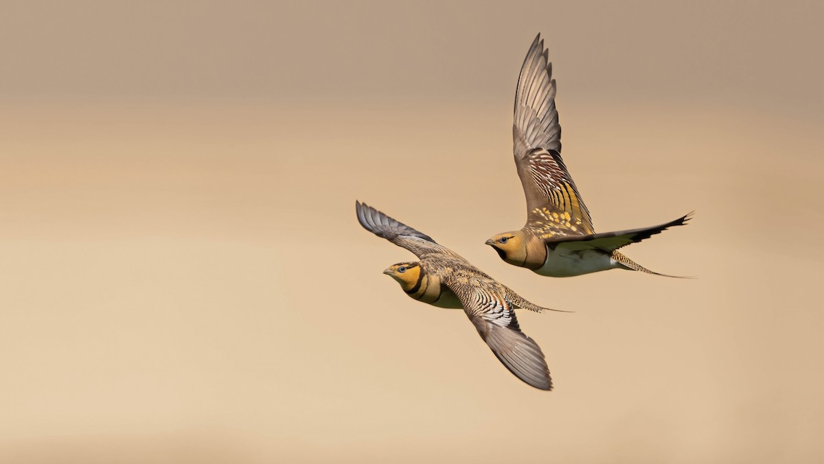 Pin-tailed Sandgrouse - Nasir Almehrzi