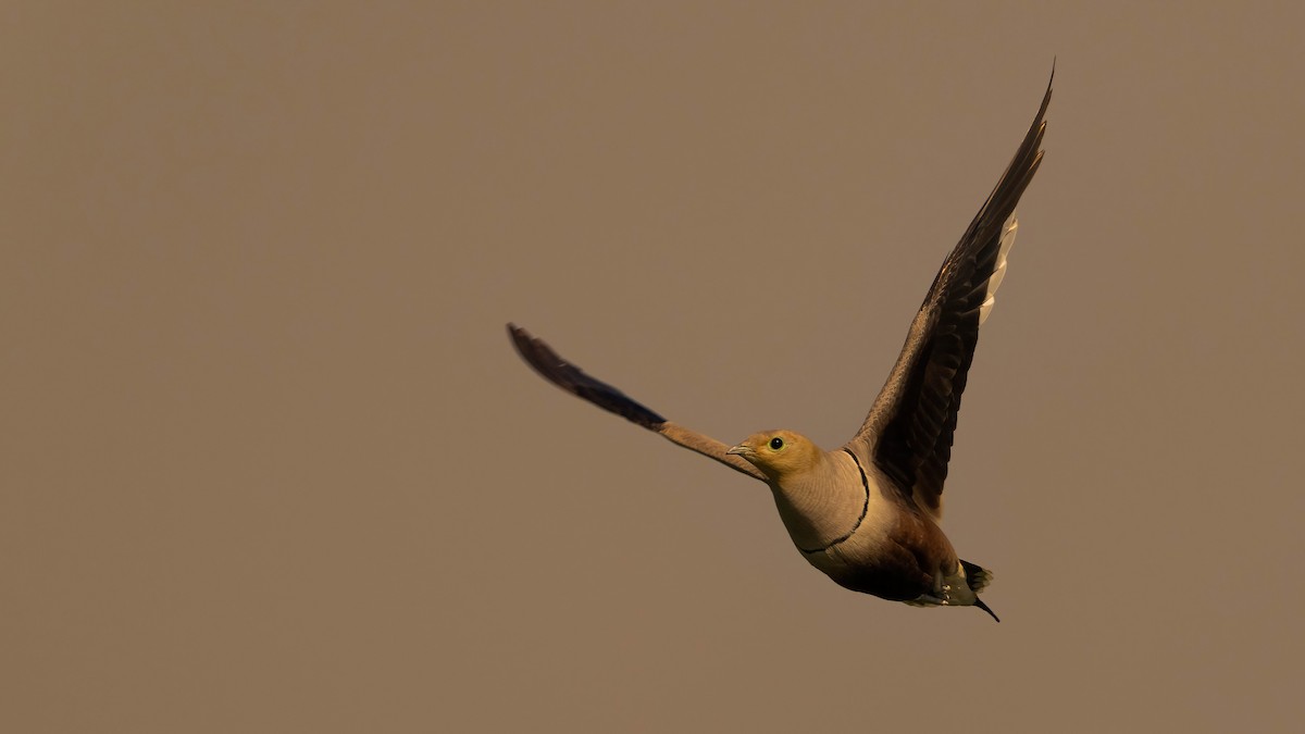 Chestnut-bellied Sandgrouse (Arabian) - Nasir Almehrzi
