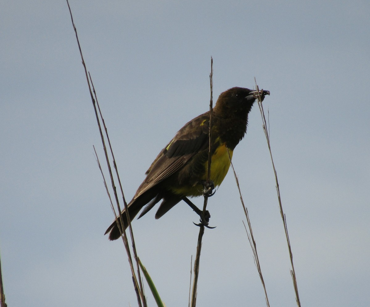 Brown-and-yellow Marshbird - Ezequiel Vera