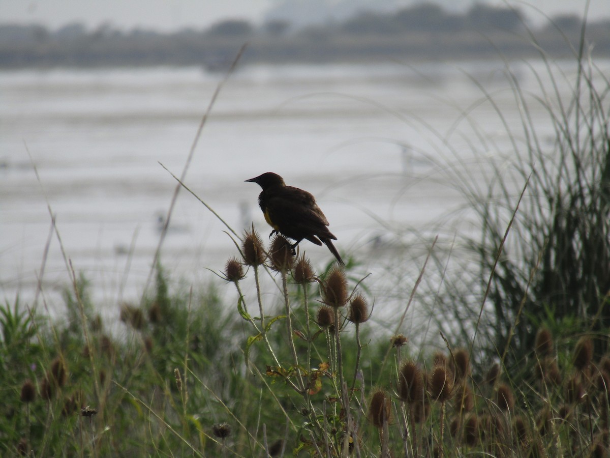 Brown-and-yellow Marshbird - Ezequiel Vera