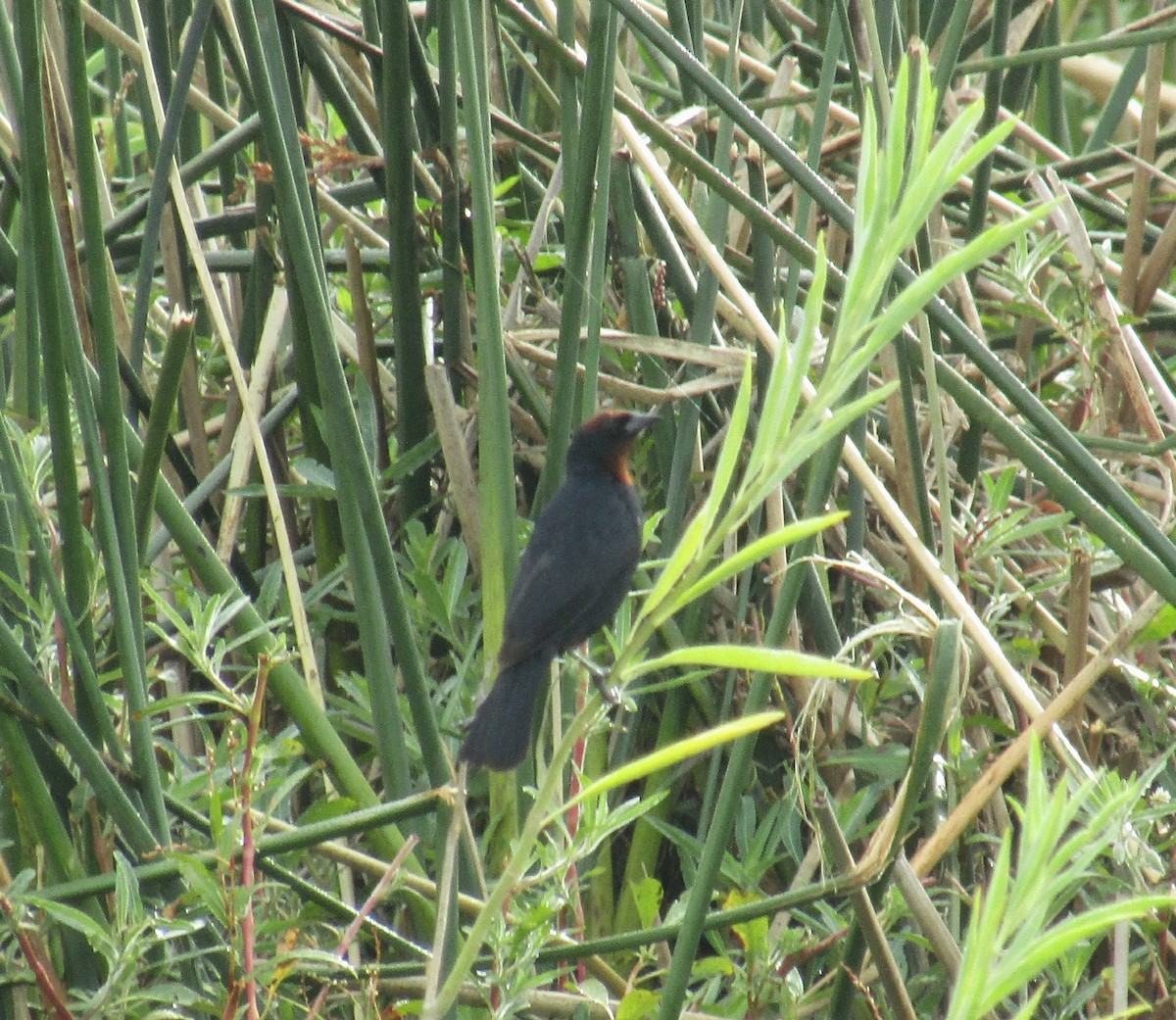 Chestnut-capped Blackbird - ML45708091