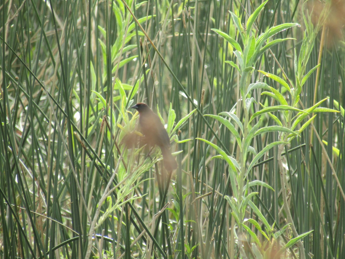 Chestnut-capped Blackbird - ML45708141