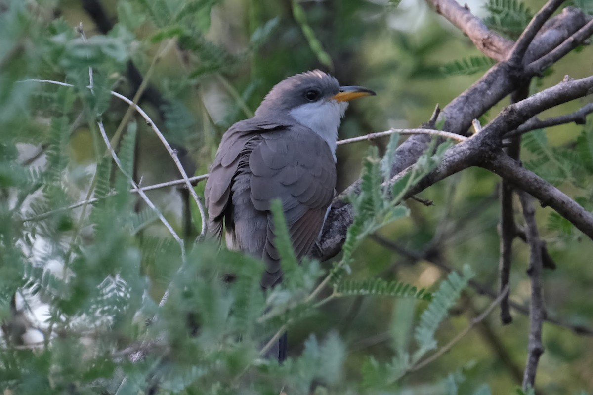 Yellow-billed Cuckoo - ML457082291