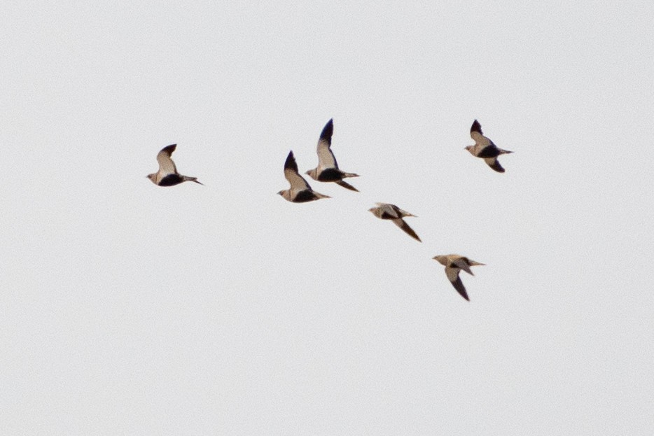 Black-bellied Sandgrouse - Grigory Evtukh