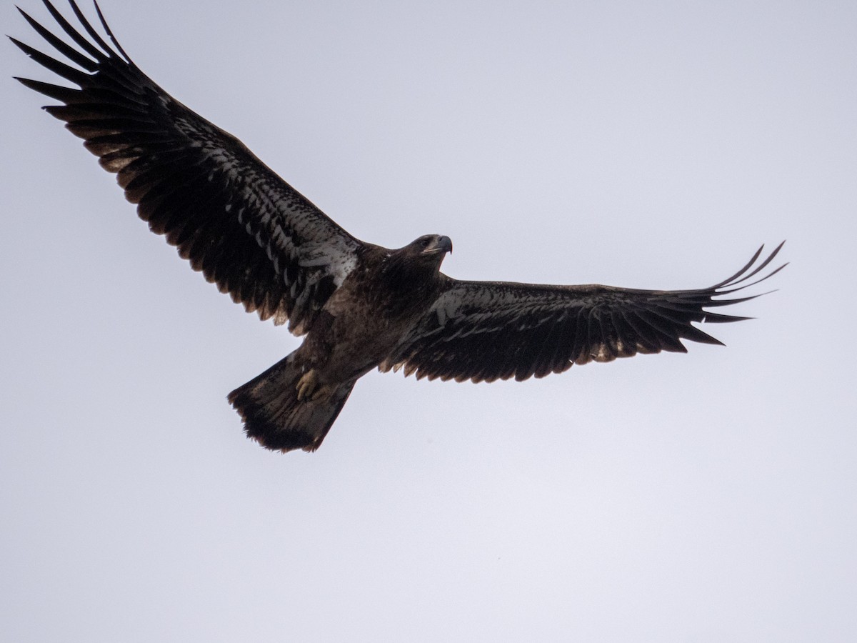 Weißkopf-Seeadler - ML457084221