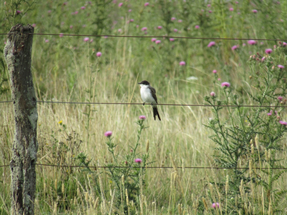 Gabelschwanz-Königstyrann - ML45708431