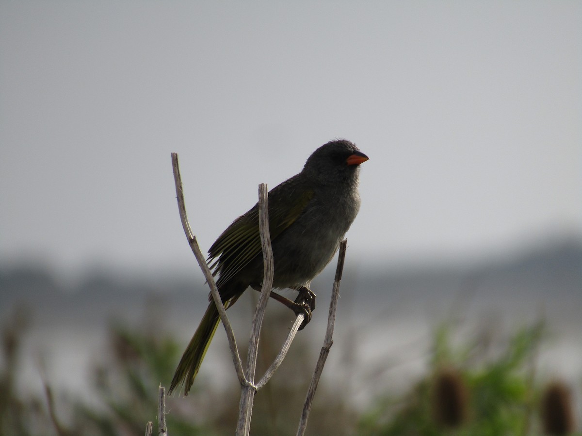 Great Pampa-Finch - Ezequiel Vera