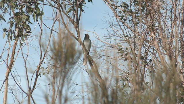 Black-faced Cuckooshrike - ML457085981