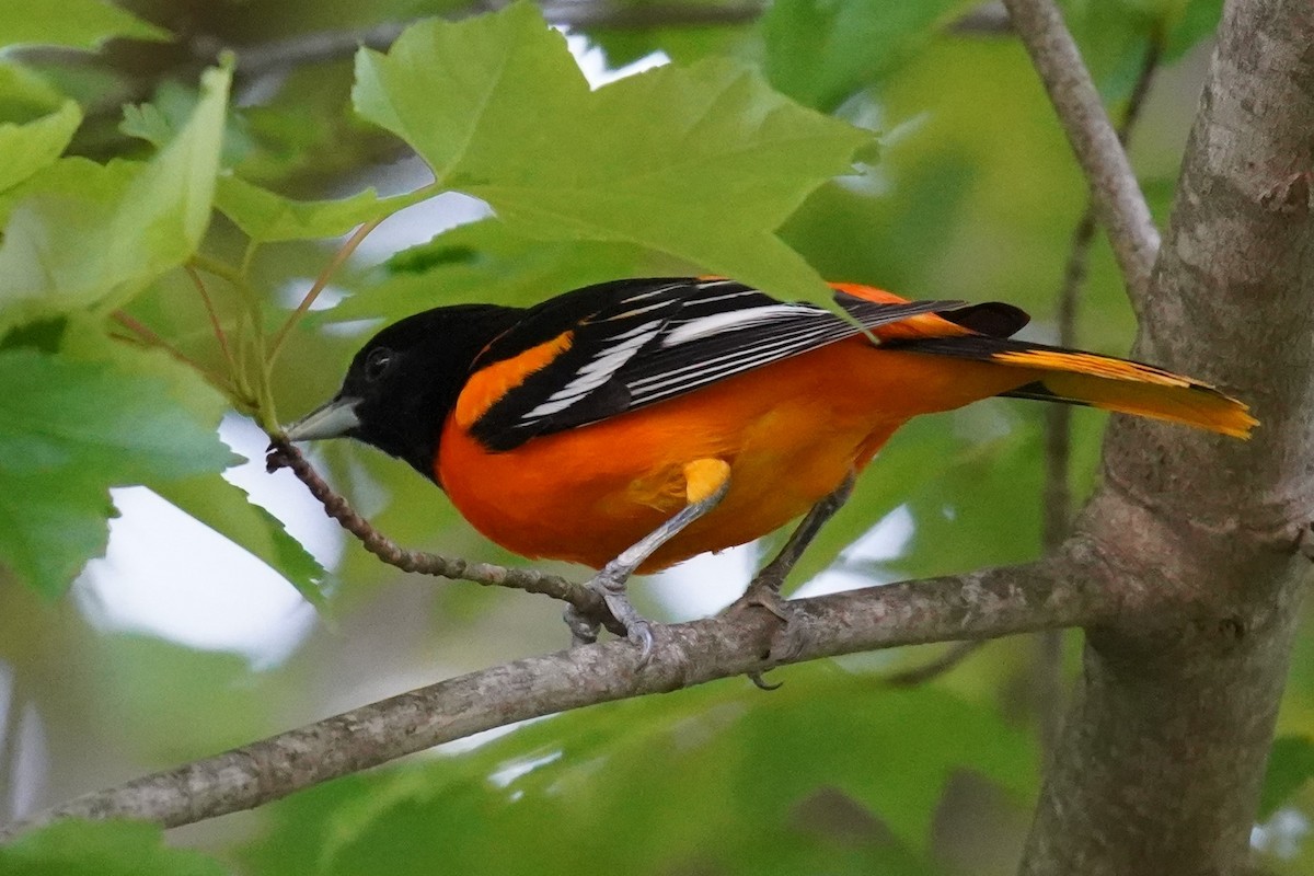 Oriole de Baltimore - ML457087551