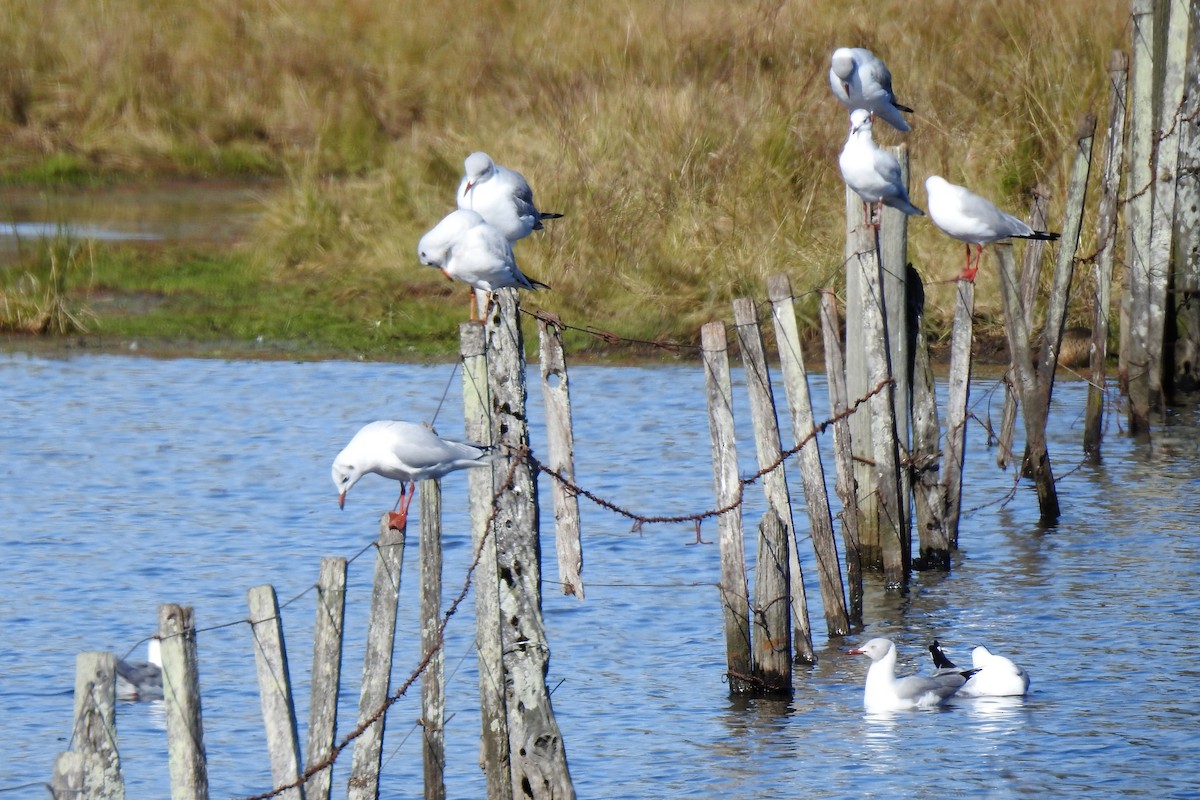 Gray-hooded Gull - ML457088441
