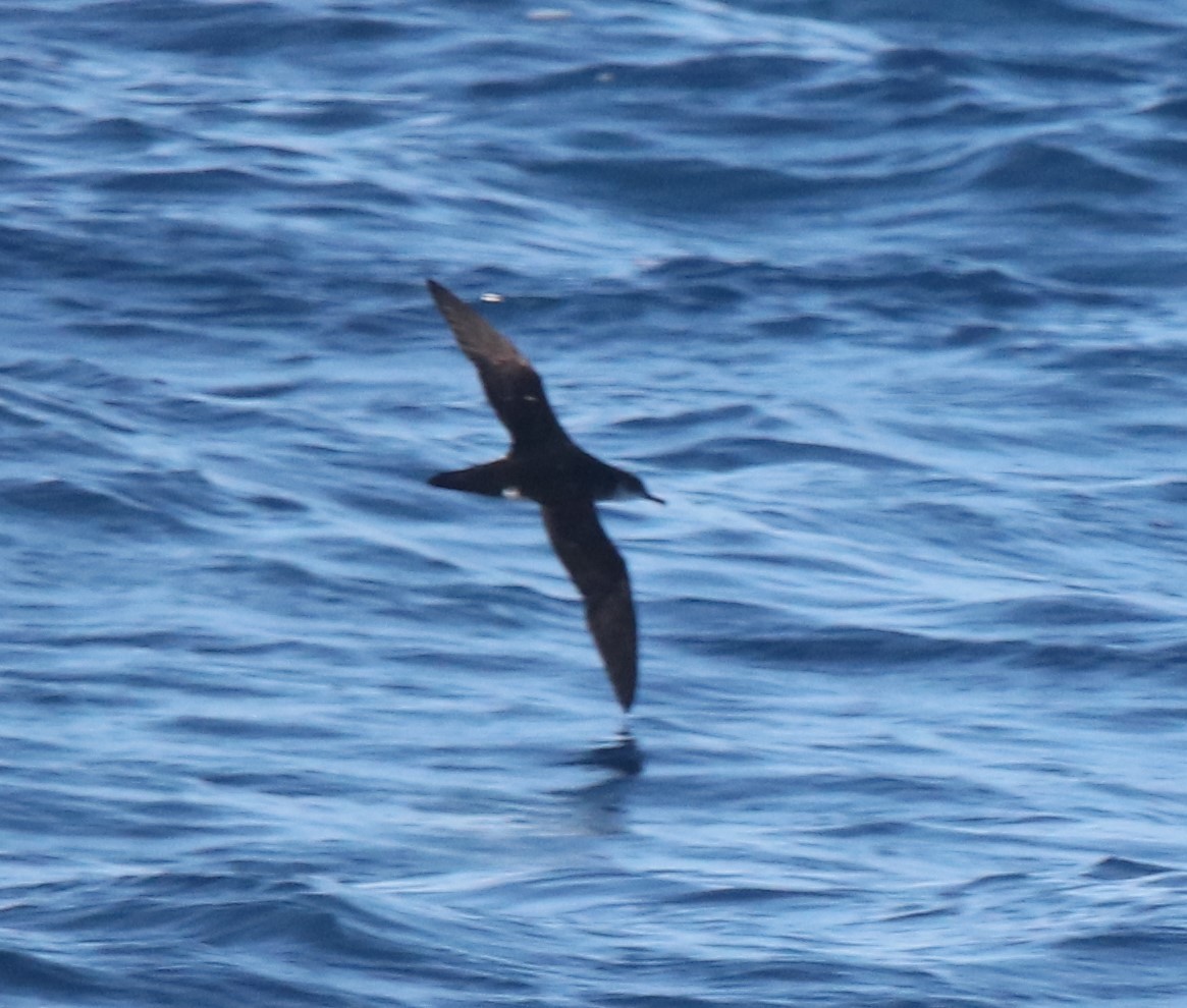 Manx Shearwater - ML457088811