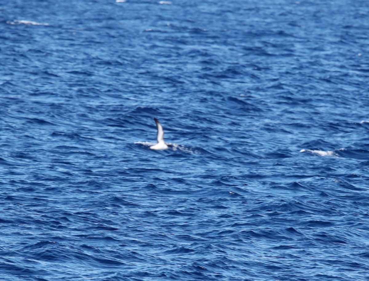 Manx Shearwater - ML457088951