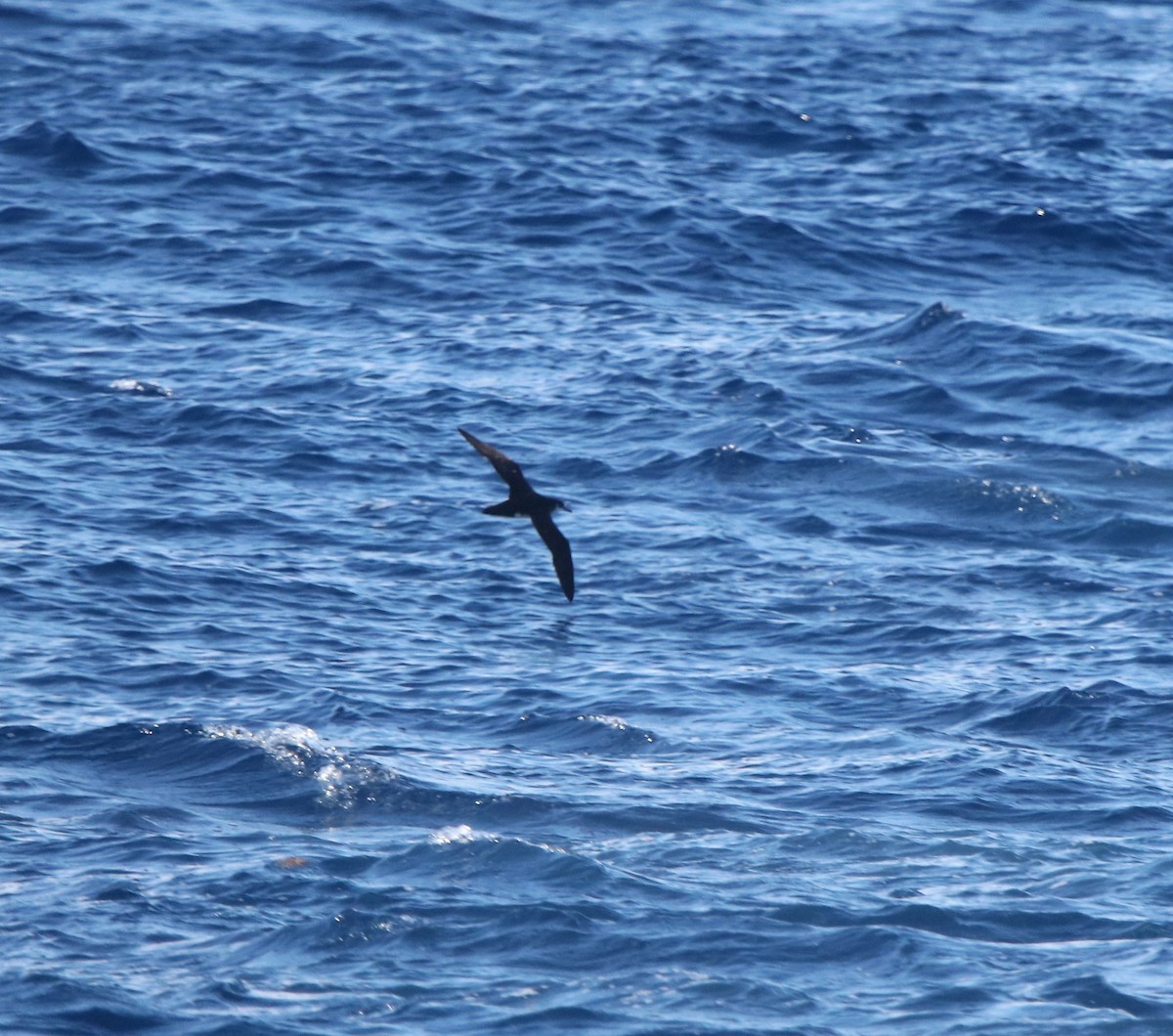 Manx Shearwater - Jeff Sexton