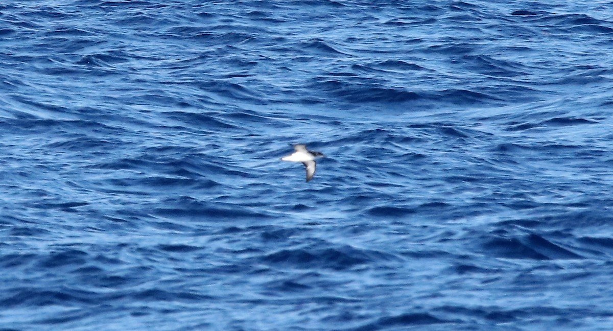 Manx Shearwater - Jeff Sexton