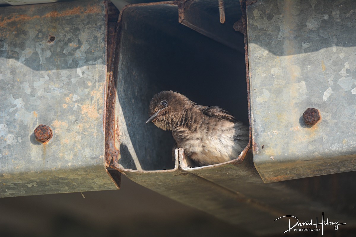 Gray-breasted Martin - ML457089531