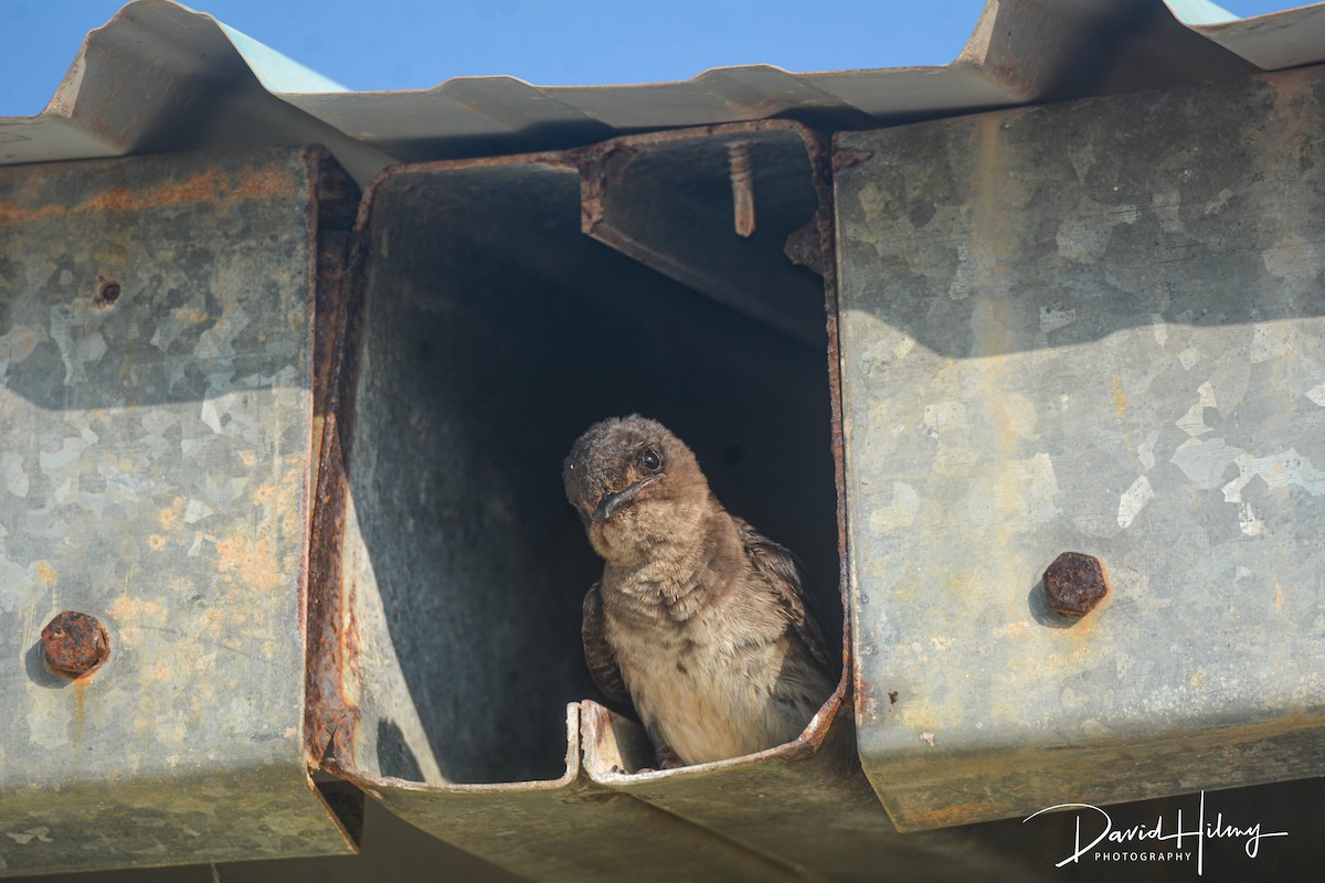 Gray-breasted Martin - ML457089541
