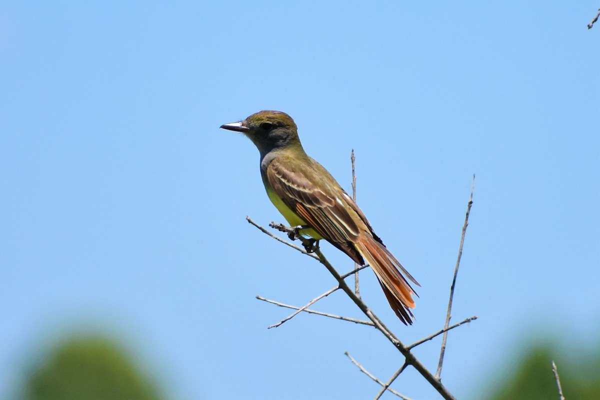 Great Crested Flycatcher - ML457089561