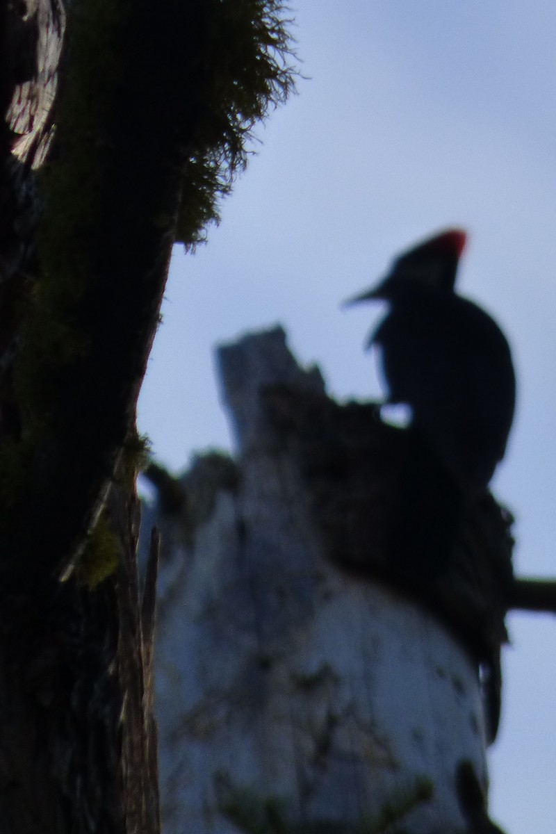 Pileated Woodpecker - Janet Theilen