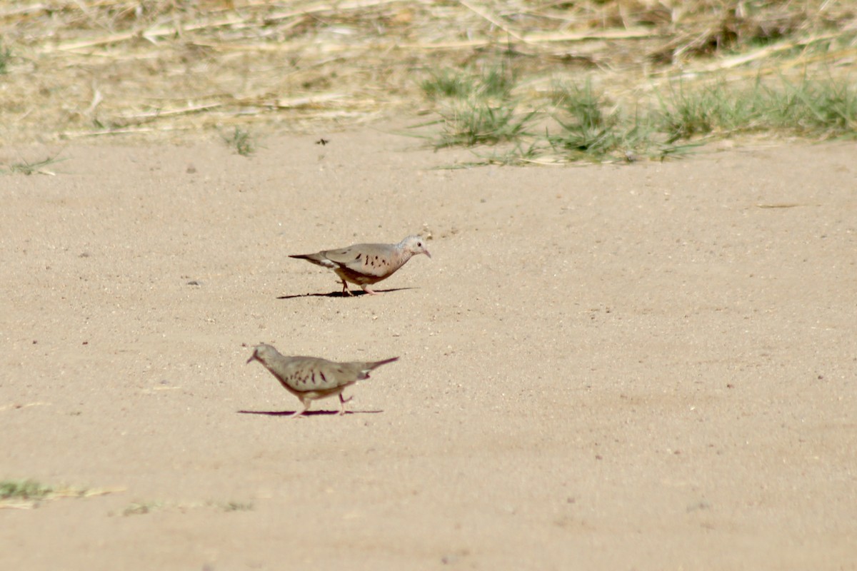 Common Ground Dove - ML457090191