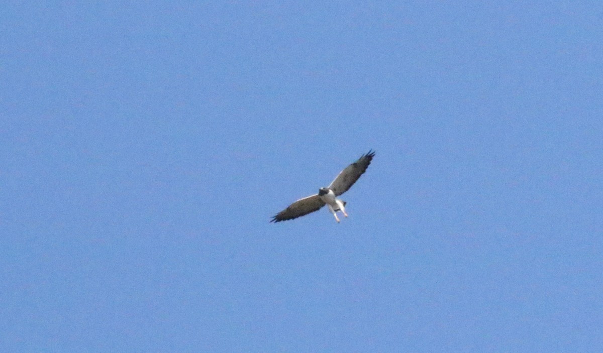 White-tailed Hawk - ML457090531