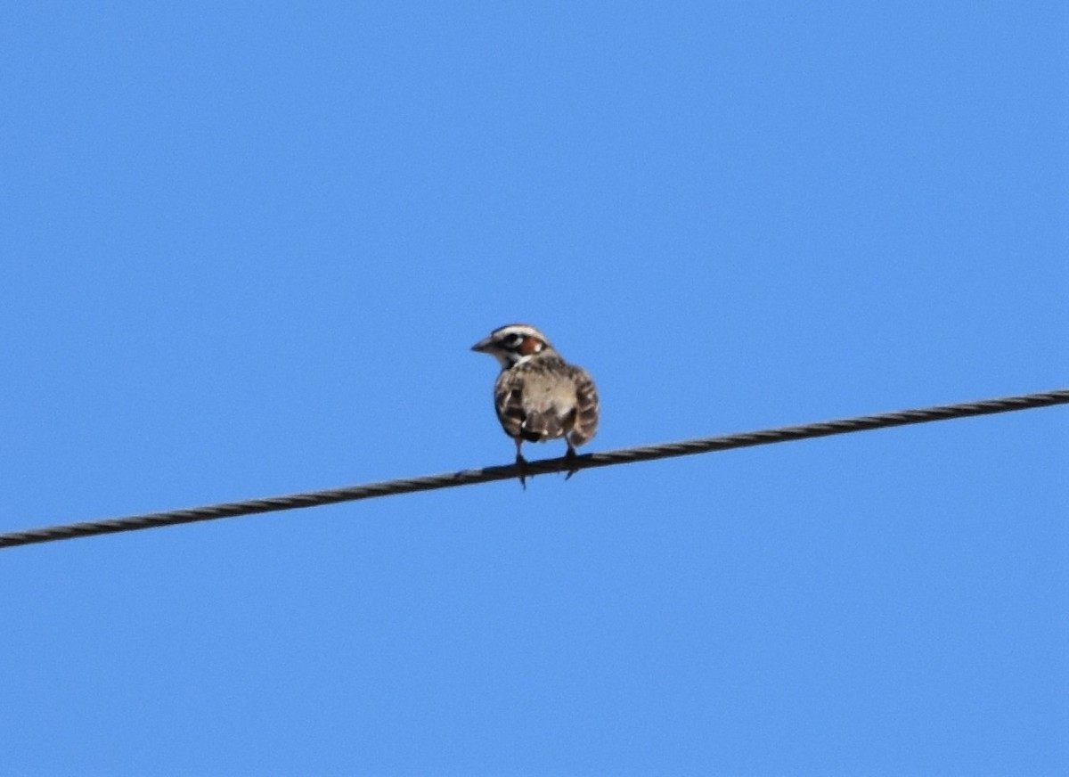 Lark Sparrow - ML457090831