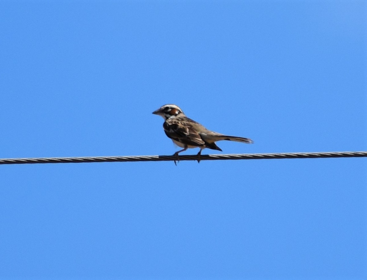 Lark Sparrow - ML457091351