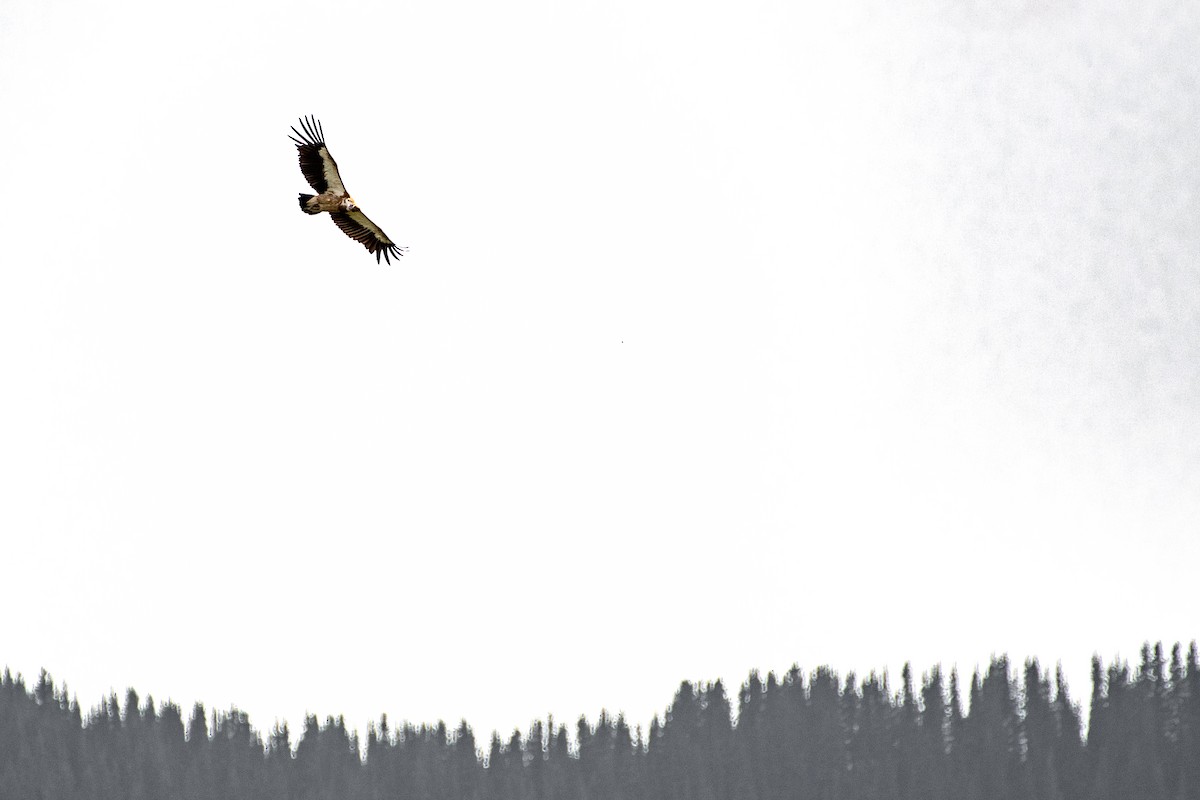 Himalayan Griffon - Grigory Evtukh