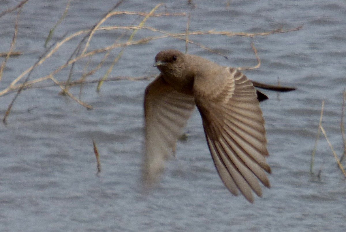 Say's Phoebe - ML457091911