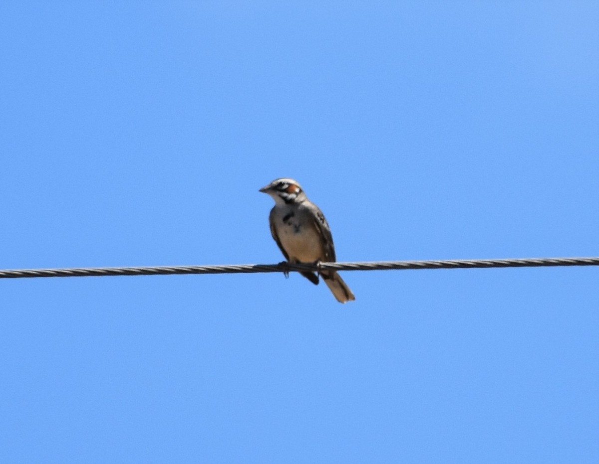 Lark Sparrow - ML457092341