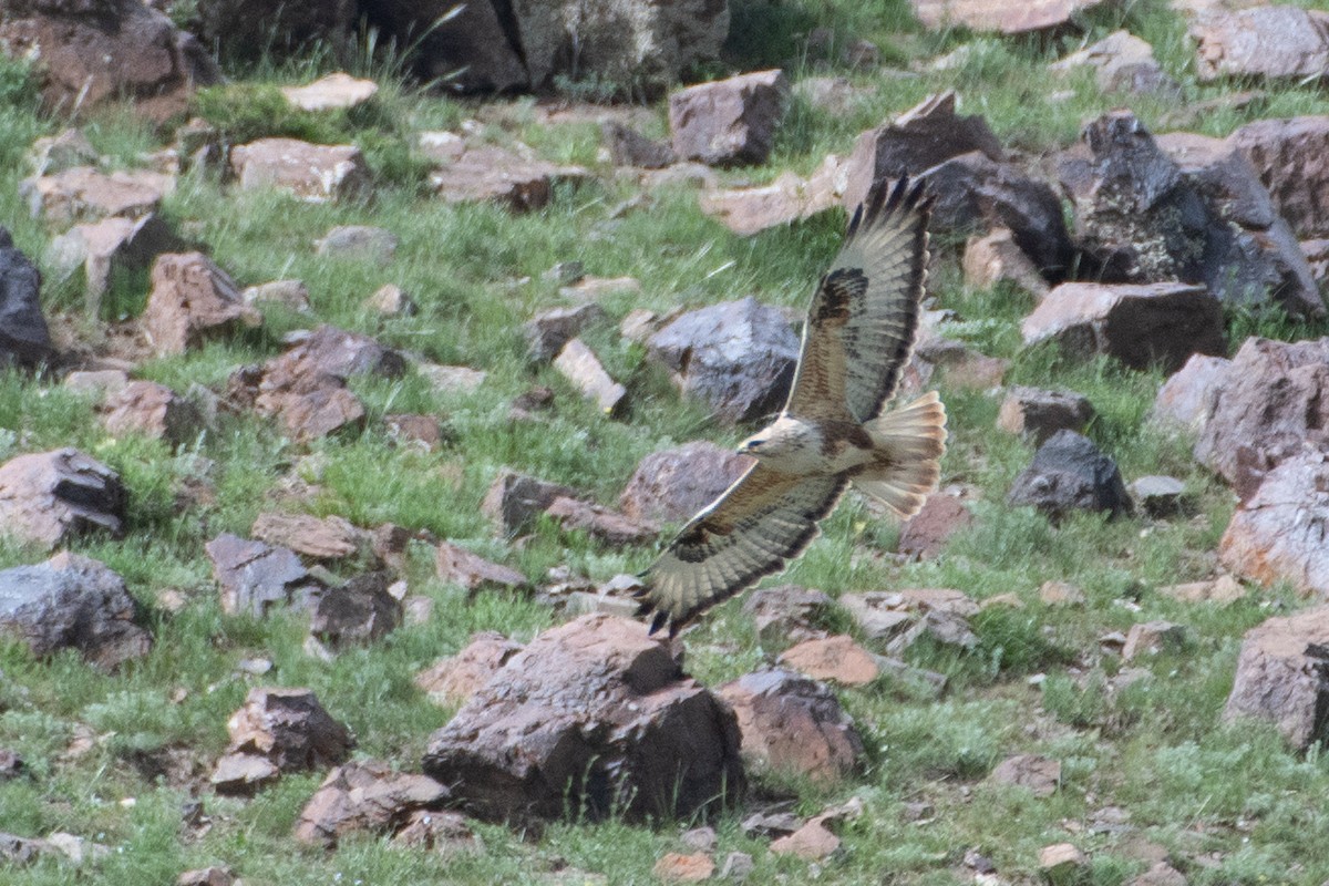 Long-legged Buzzard - Grigory Evtukh