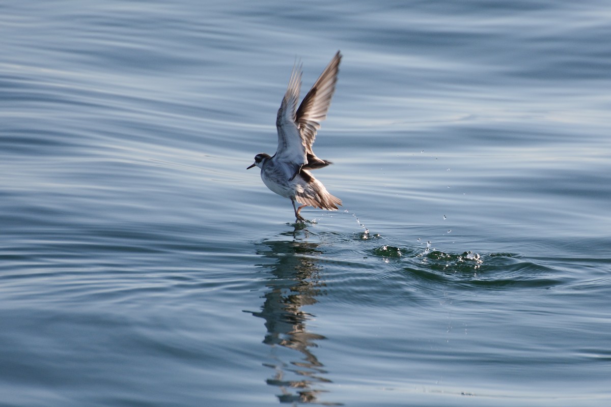 Red Phalarope - Patrick Maurice