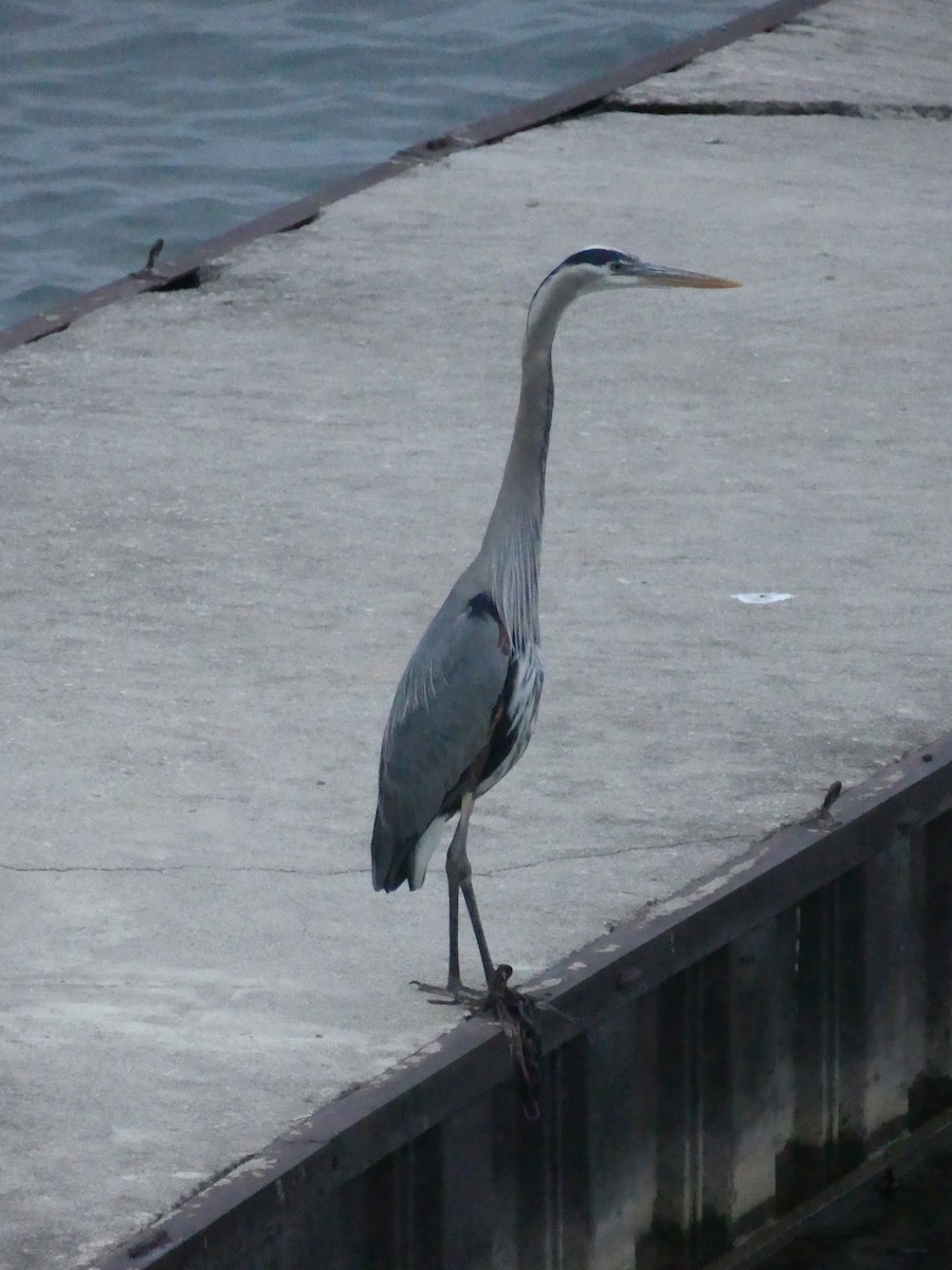 Great Blue Heron - ML457099251