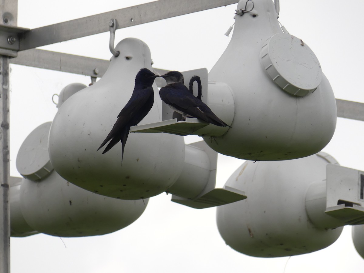 Purple Martin - ML457099421