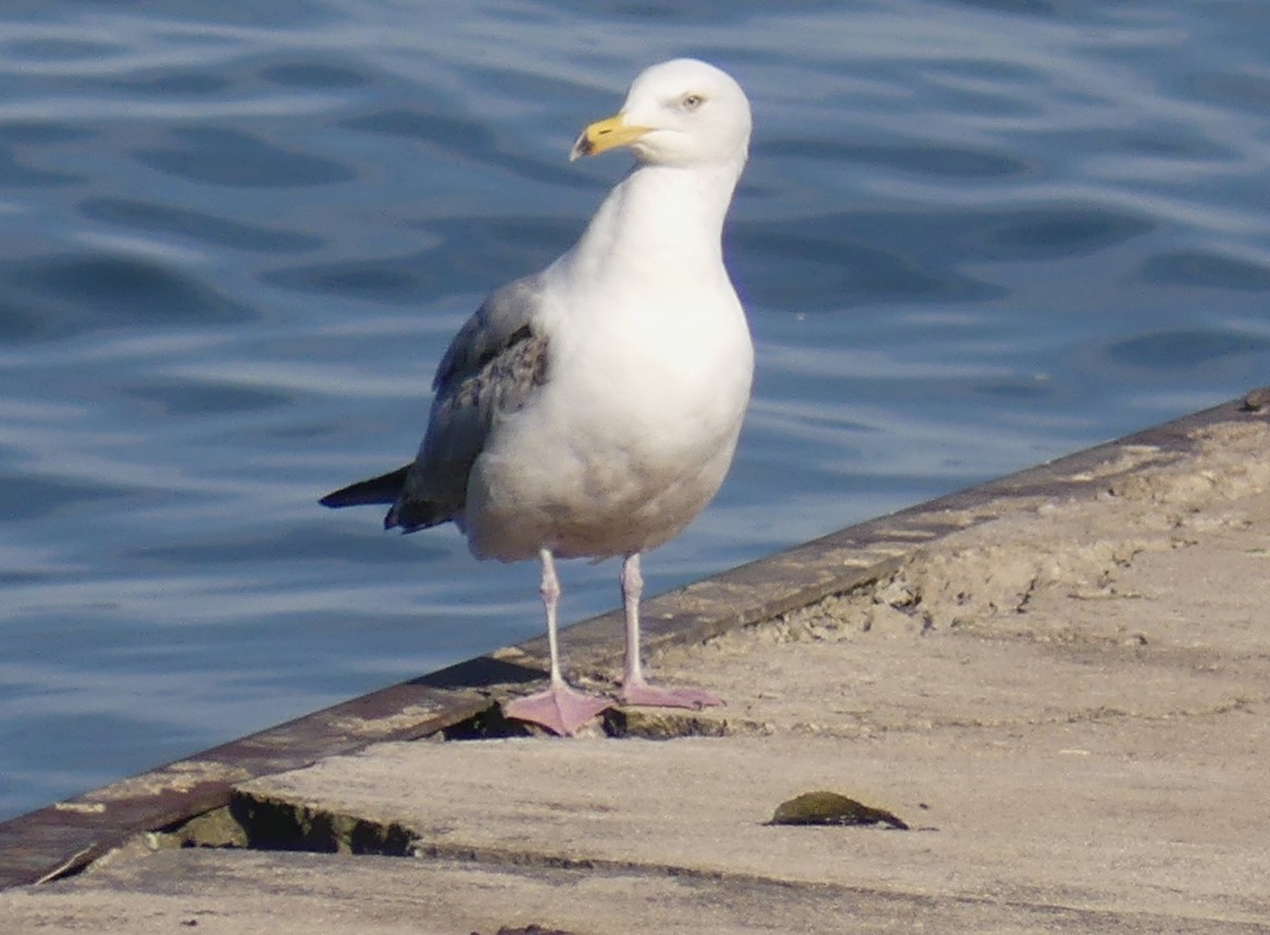 goéland ou mouette sp. - ML457099501