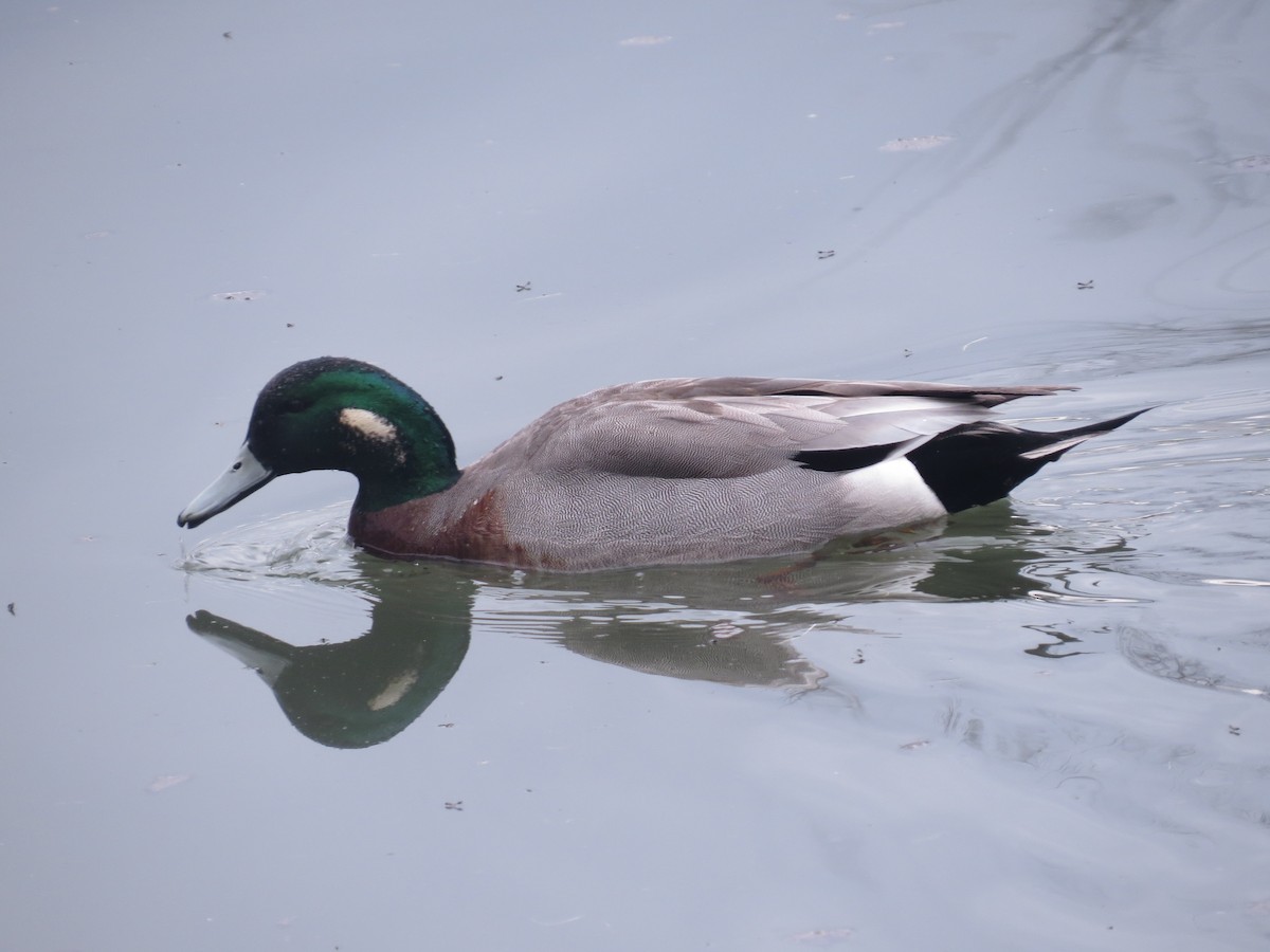 Hybride Canard d'Amérique x C. colvert - ML457099681