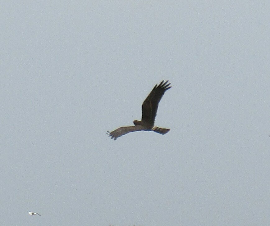 Long-winged Harrier - Ezequiel Vera