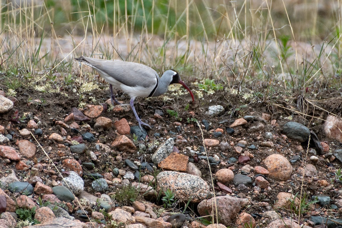 Ibisbill - Grigory Evtukh