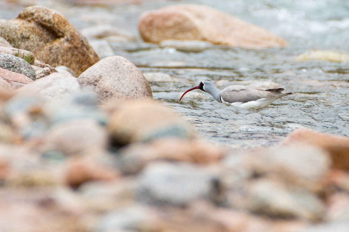Ibisbill - Grigory Evtukh