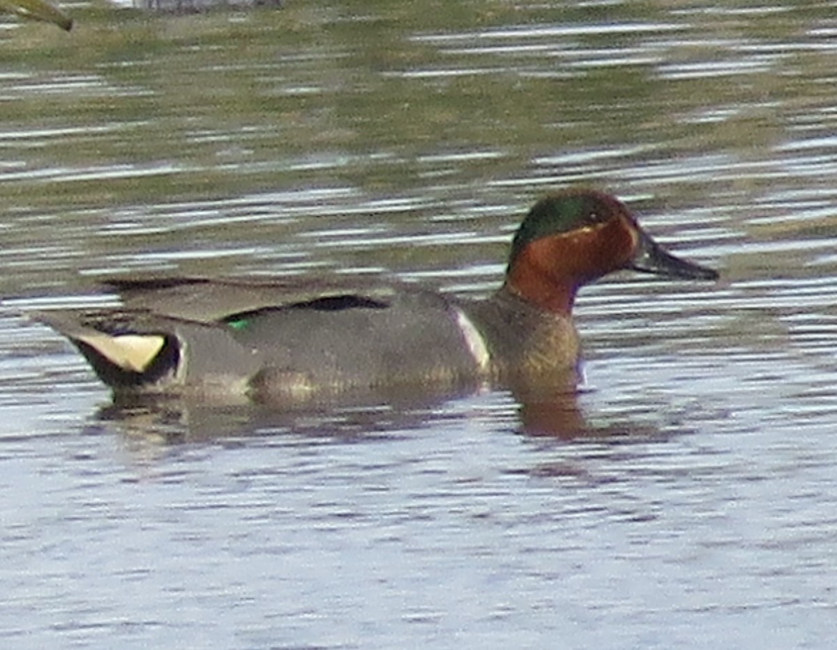 小水鴨(carolinensis) - ML457103291