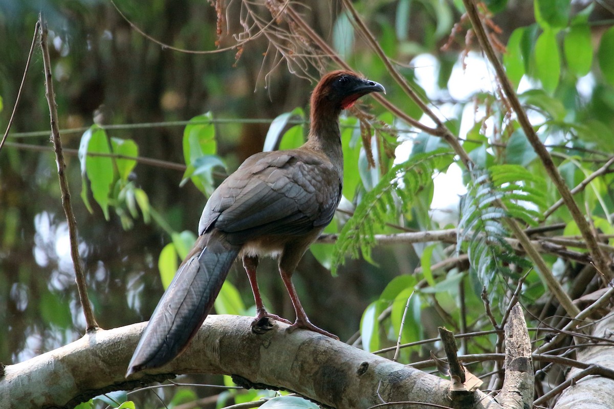 Variable Chachalaca - ML45710331