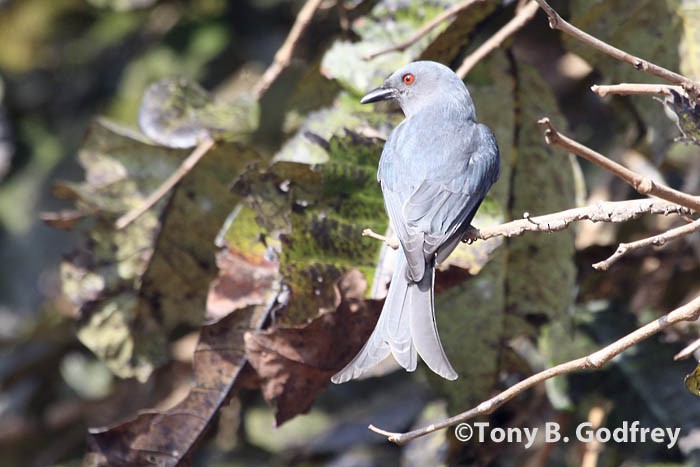 Drongo cendré - ML45710361