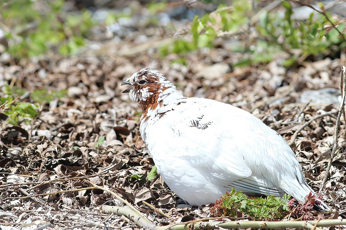 Willow Ptarmigan (Willow) - ML457103951