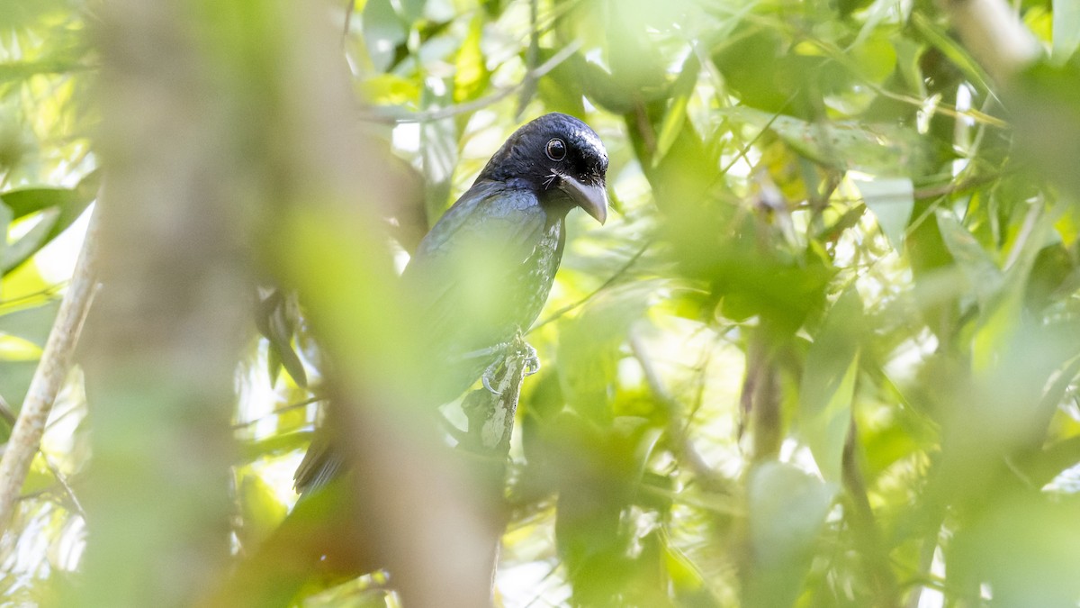Crow-billed Drongo - Ernest Tong