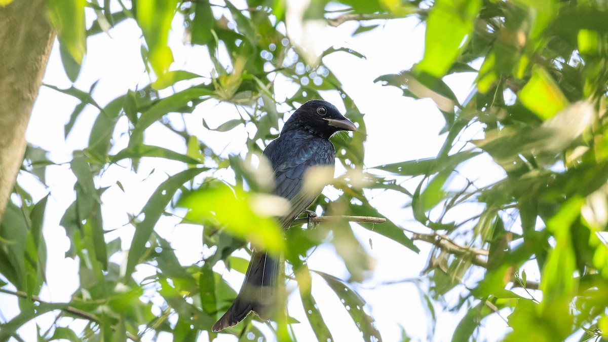 Crow-billed Drongo - Ernest Tong