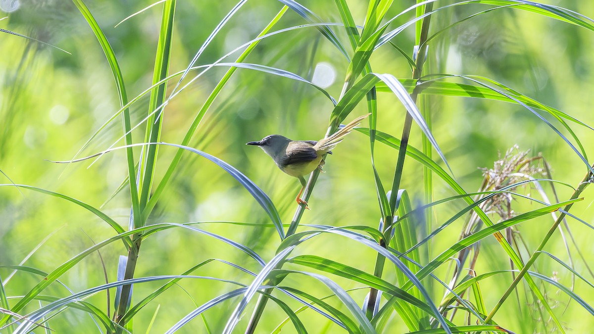 Yellow-bellied Prinia - Ernest Tong
