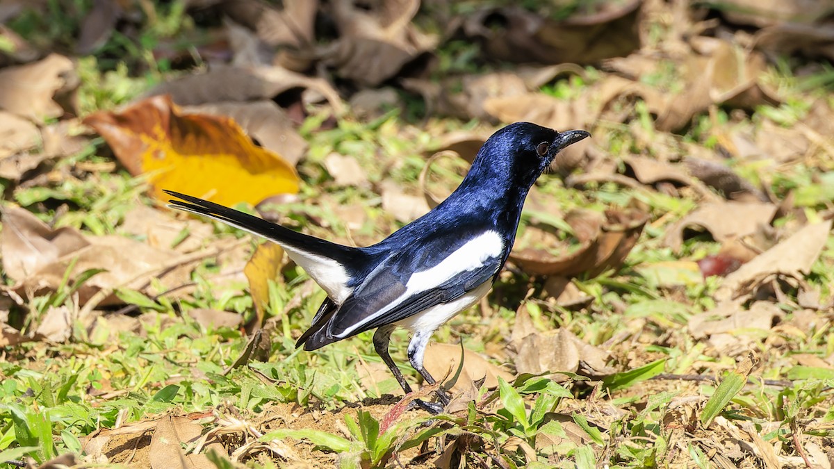 Oriental Magpie-Robin - Ernest Tong